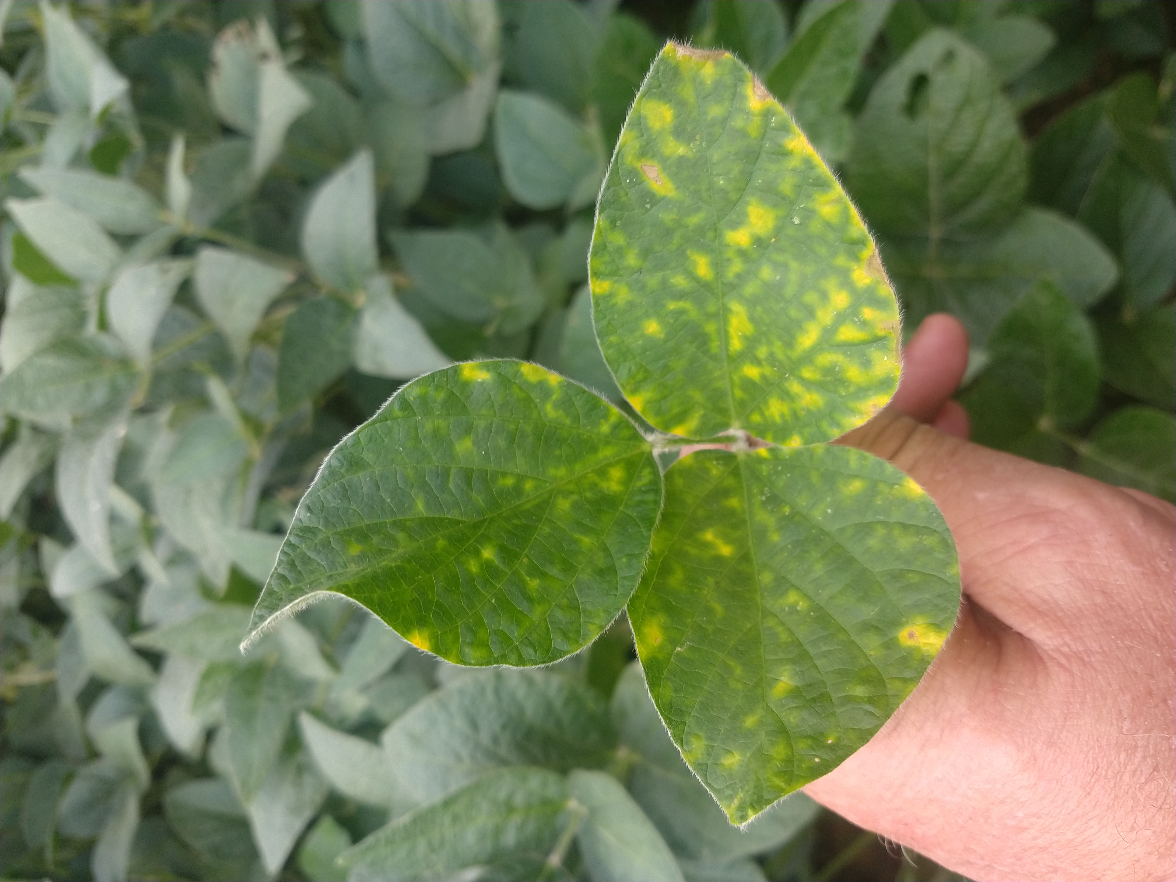 SDS symptoms on leaf